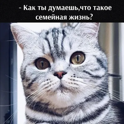 Без кота и жизнь не та (ФОТО) | Правмир