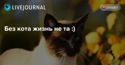 Тетрадь 40 Л. Кл. \"Без Кота - Жизнь Не Та\" (\"Хатбер\") Б/Б, Асс-Т 40Т5В1  купить в 55опторг (КЦ43047) по цене 43.75 руб.