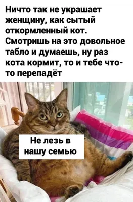 Купить еженедельник Питер СПб Фишер Т. «?Без кота жизнь не та!», цены на  Мегамаркет | Артикул: 100024834195