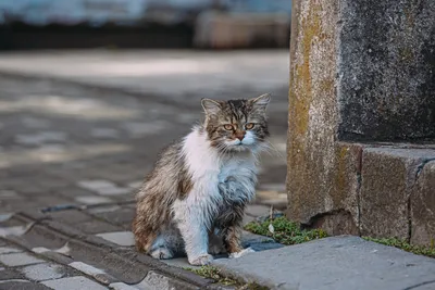Зачем подкармливать бродячих кошек? ::Выксунский рабочий