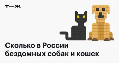 81% россиян кормят бездомных кошек и собак - Агентство социальной информации