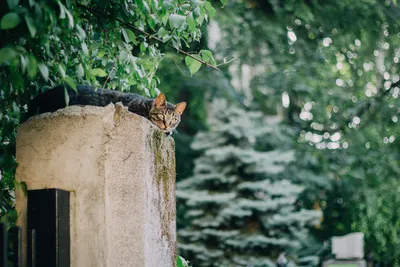 Бродячие Кошки Едят Как Группа Кормление Бездомных Кошек Продовольственная  Война — стоковые фотографии и другие картинки Без людей - iStock