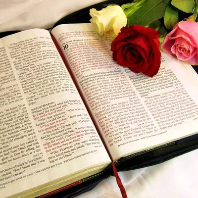 Очень красивая Библия!) | Instagram