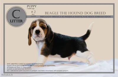 Бигль Infographic. Другой щенок Beagle презентаций Иллюстрация вектора -  иллюстрации насчитывающей разводя, лежать: 206329327