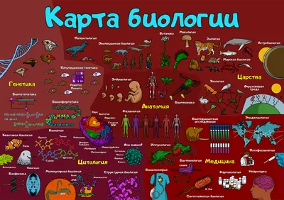 Карта биологии | Пикабу