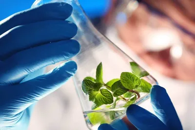 Компания Биотехнология биологическая защита растений.