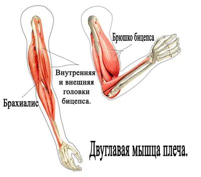 Бицепс! Тренировки от базы до изоляции. | Body-кач | Дзен