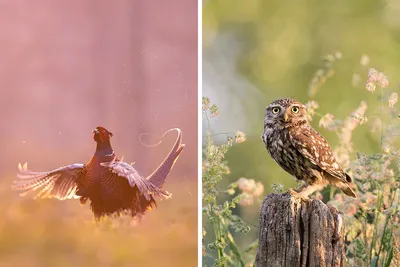 I Managed To Capture 33 Magical Moments Of Birds In Nature | Bored Panda