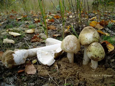 Бледная поганка - смертельно ядовитый гриб. | Грибы и их виды (Поющий  грибник) | Дзен
