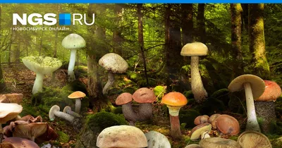 В Новосибирской области девушка нашла редкий ядовитый гриб - KP.RU