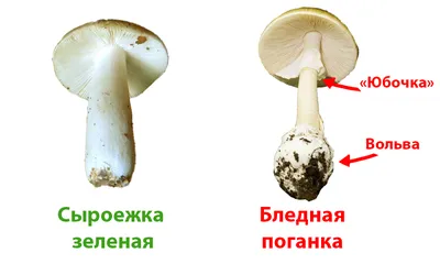 Яд под ногами. Миколог Дьяков назвал самые опасные грибы, растущие в Москве  | Природа | Общество | Аргументы и Факты