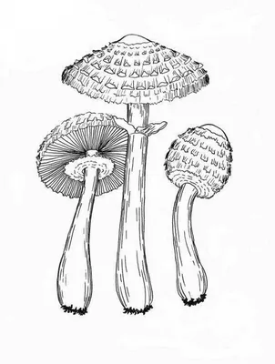 Бледная поганка (Amanita phalloides) - Picture Mushroom