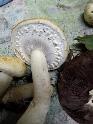 Amanita phalloides, Бледная поганка (мухомор зелёный)