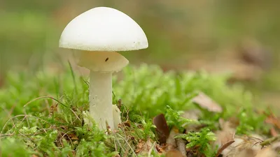 Гриб бледная поганка: как выглядит, как отличить смертельно опасный гриб —  фото бледной поганки, отравление, симптомы - 27 июля 2022 - Sport24