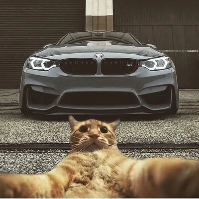 Bmw Wallpaper for iPhone 11