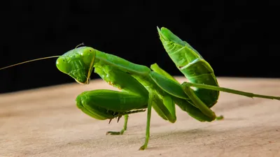 Богомол обыкновенный (Mantis religiosa) - фото богомола