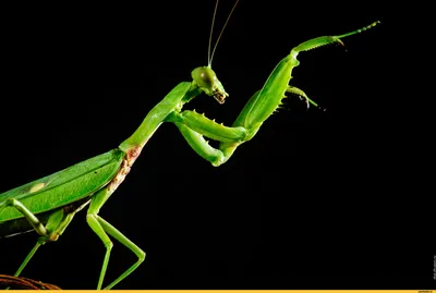 Богомол обыкновенный (Mantis religiosa). Photographer Ivan Shkriblyak