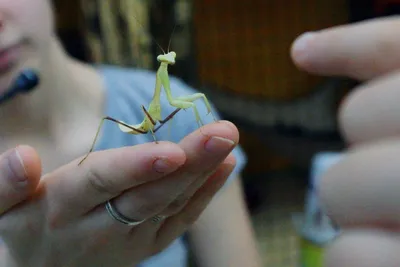 Обыкновенный богомол (Mantis religiosa) в Мордовии - Природа Республики  Мордовия