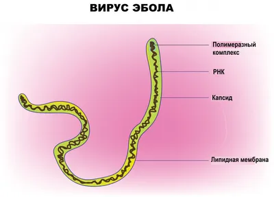 Лихорадка Эбола - причины появления, симптомы заболевания, диагностика и  способы лечения