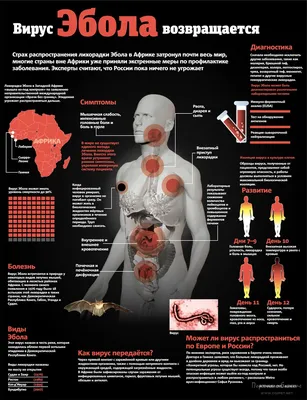 Болезнь Вируса Эбола — стоковая векторная графика и другие изображения на  тему Вирус Эбола - Вирус Эбола, Симптом, Внутри - iStock