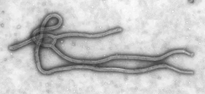 Болезнь Вируса Эбола — стоковая векторная графика и другие изображения на  тему Вирус Эбола - Вирус Эбола, 2015, Африка - iStock