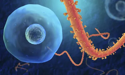 Геморрагическая лихорадка Эбола — Википедия