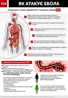 Вирус (лихорадка) «Эбола 2014» в Египте (симптомы, лечение и текущая  обстановка)
