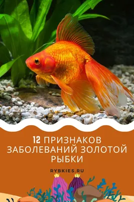 Болезни аквариумных рыбок | Российский аграрный портал