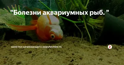 Болезни аквариумных рыб. \" | Заметки Начинающего Аквариумиста | Дзен