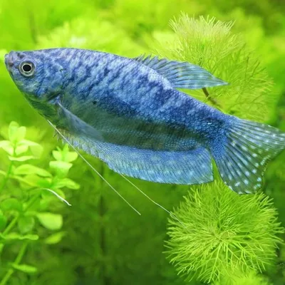 Почему в аквариуме умирают рыбки | Блог зоомагазина Zootovary.com