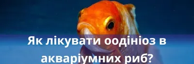 Лечение аквариумных рыб — Стоимость в СПб