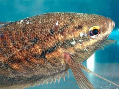 Какие болезни развиваются у аквариумных рыб, связанных с нарушением рН воды  | ПроАквас | Дзен