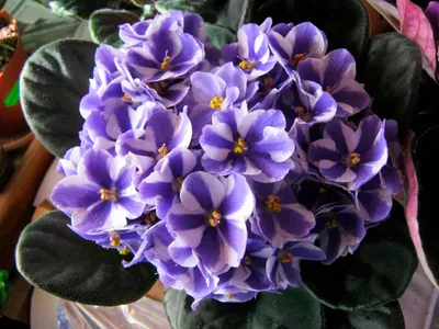 Фиалка Рейхенбаха (Viola reichenbachiana) - PictureThis