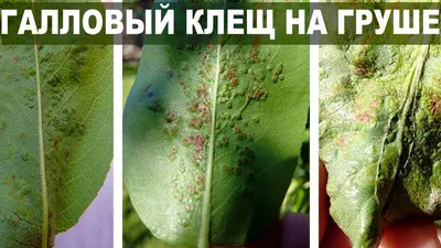 Самые опасные болезни груши – описания, фото, способы лечения | В саду  (Огород.ru)