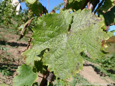 Как бороться с болезнями и вредителями винограда - описание и фото | Clean  Profi