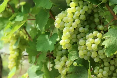 Болезни и вредители винограда | Виноград, Растения, Цветение