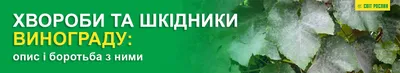 Вредители винограда и борьба с ними | Аптека Садовода