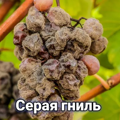 Оэдема вегетирующих саженцев винограда