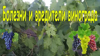 Болезни и вредители винограда. - YouTube