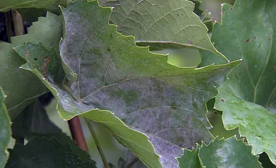 Болезни винограда: фото и чем лечить заболевания листьев, методы борьбы с  вредителями