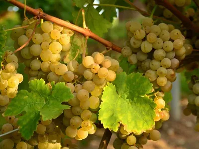 Чем обрабатывать виноград от болезней и вредителей летом.Болезни винограда  и чем лечить их. - YouTube