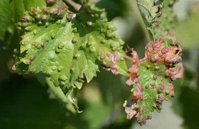 Болезни и вредители винограда, комплексная защита винограда - Экосад