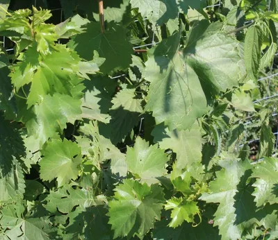 Как я защищаю свой виноград от болезней и вредителей | Милый сад | Дзен