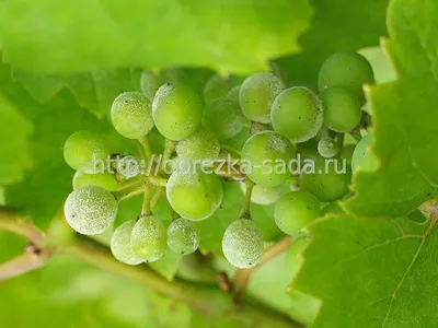 Болезни и вредители винограда в августе | ОГОРОДНИЦА ЮЛИАННА | Дзен