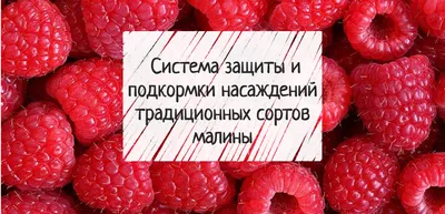 Ягода для иммунитета и против простуды: как сажать и выращивать малину -  РИА Новости, 07.04.2022