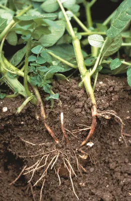 Новый уровень защиты картофеля от почвенных болезней и вредителей |  «Сингента» в России