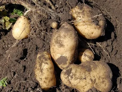 Ризоктониоз картофеля:описание, симптомы и методы борьбы с болезнью| |  Bayer Crop Science Беларусь
