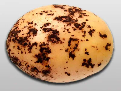 ВРЕДИТЕЛИ КАРТОФЕЛЯ 🥔 Картофель, который в народе его еще называют «вторым  хлебом», – важнейшая сельскохозяйственная культура… | Instagram