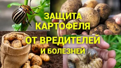 Вирусные болезни картофеля » УАВК - Українська Асоціація Виробників Картоплі