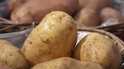 Методы контроля вирусных болезней картофеля — Журнал \"Картофельная Система\"